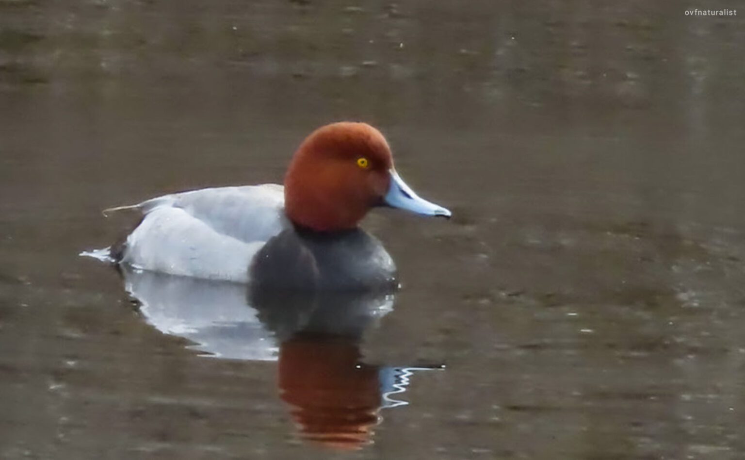 Birding on Block Island Block Island Ferry